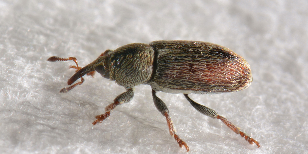 Curculionidae: Tychius cuprifer?   S !